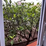 Apartman Treehouse With Garden In The Heart Of Antalya